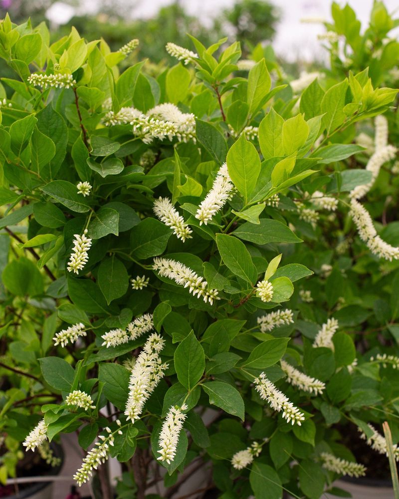 Shrubs That Root In Before Frost Shrubs That Root In Before Frost