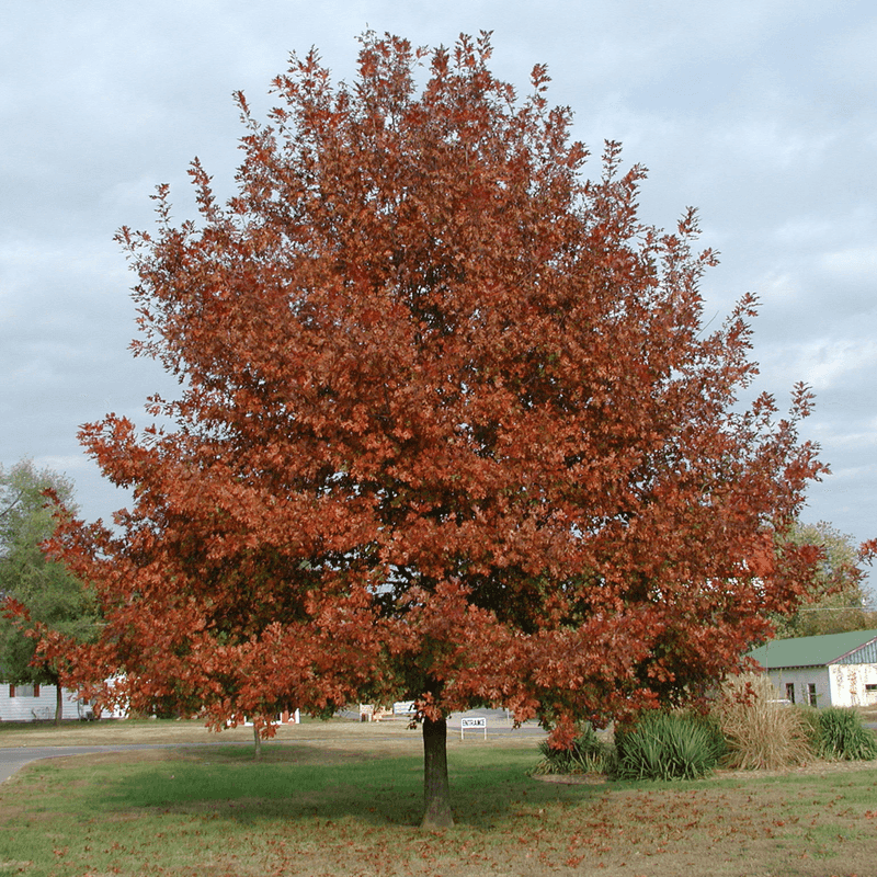 Shumard Oak Adds Fall Color In North Florida Shumard Oak Adds Fall Color In North Florida