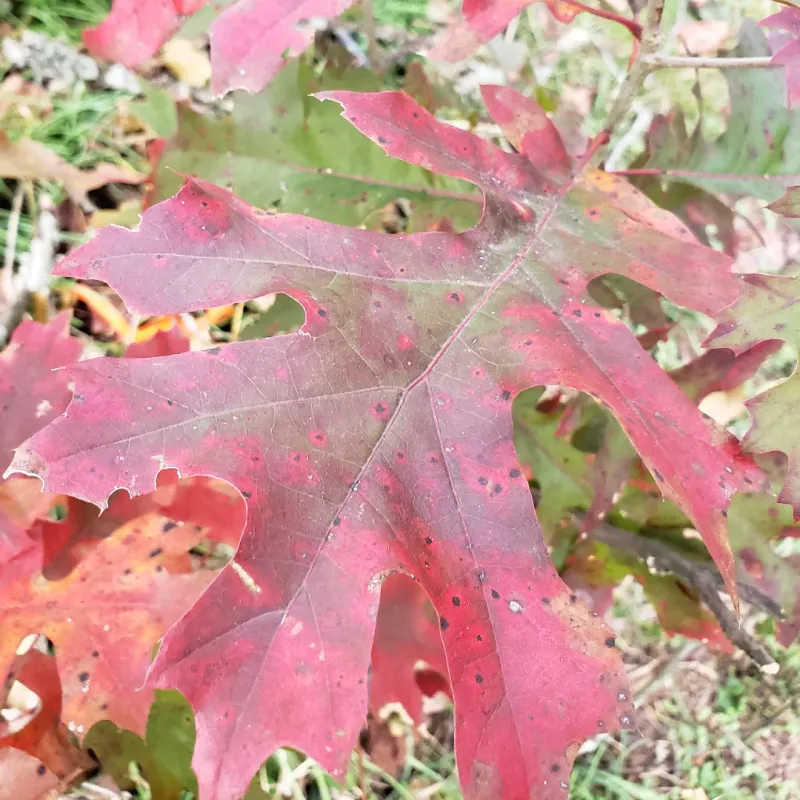 Shumard Oak Shumard Oak