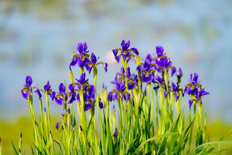 Siberian Iris