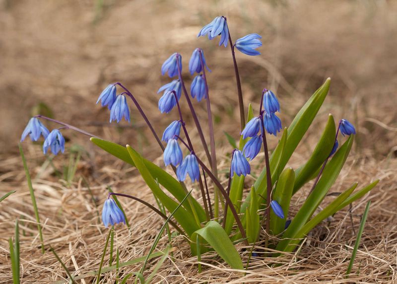 Siberian Squill Siberian Squill