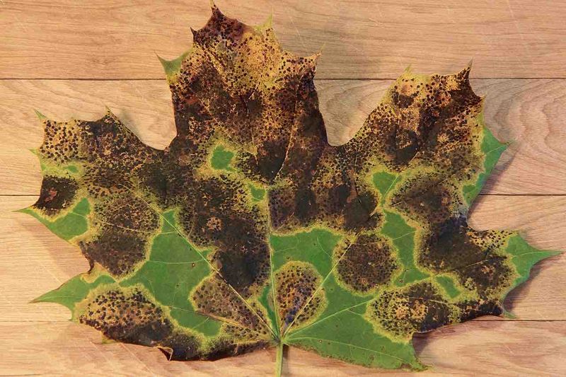 Sick Leaves And Diseased Plant Debris Sick Leaves And Diseased Plant Debris