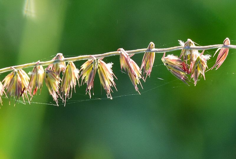 Sideoats Grama