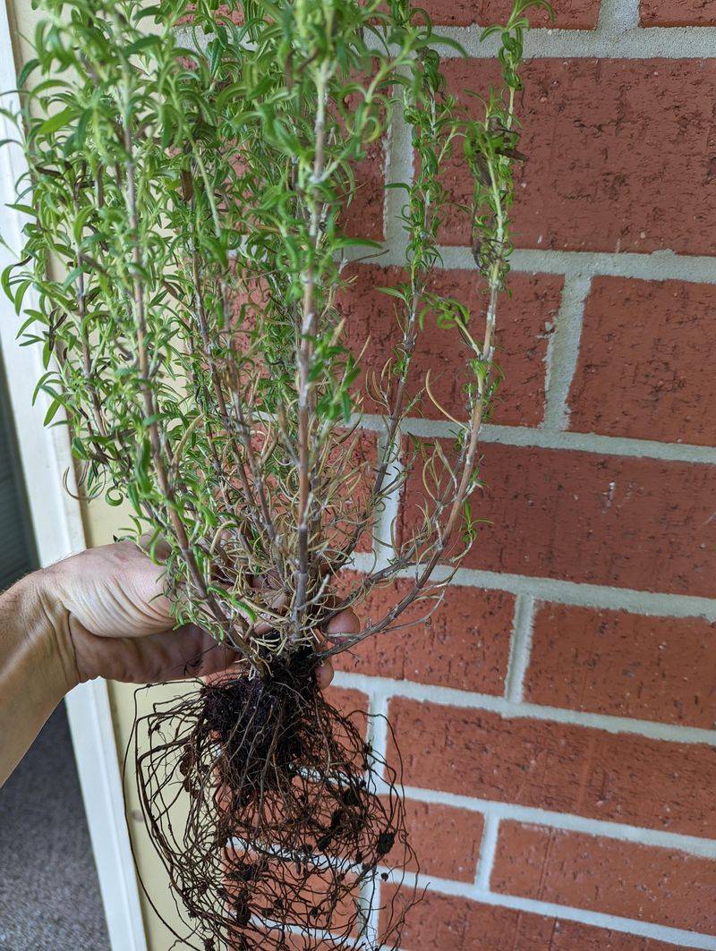 Signs That Separate Root Rot From Dry Stress