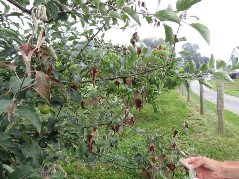 Signs That Winter Pruning Went Wrong 