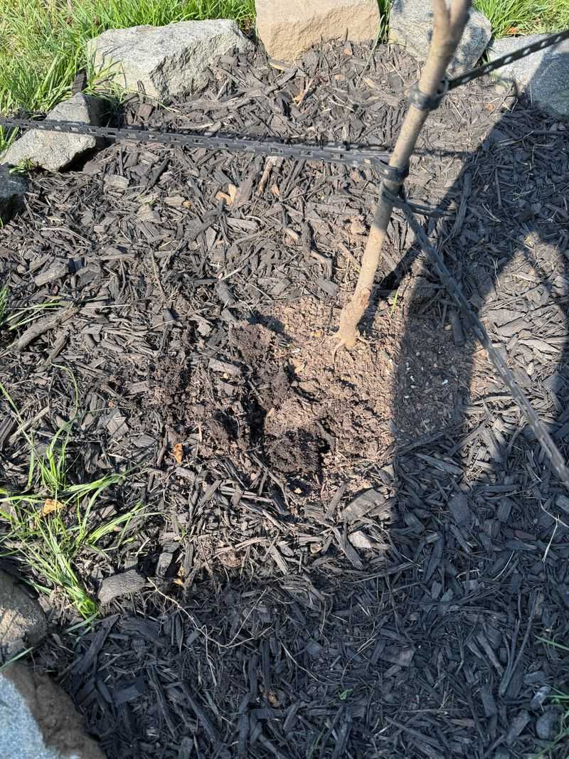 Signs The Soil Around The Roots Is Too Dry Signs The Soil Around The Roots Is Too Dry