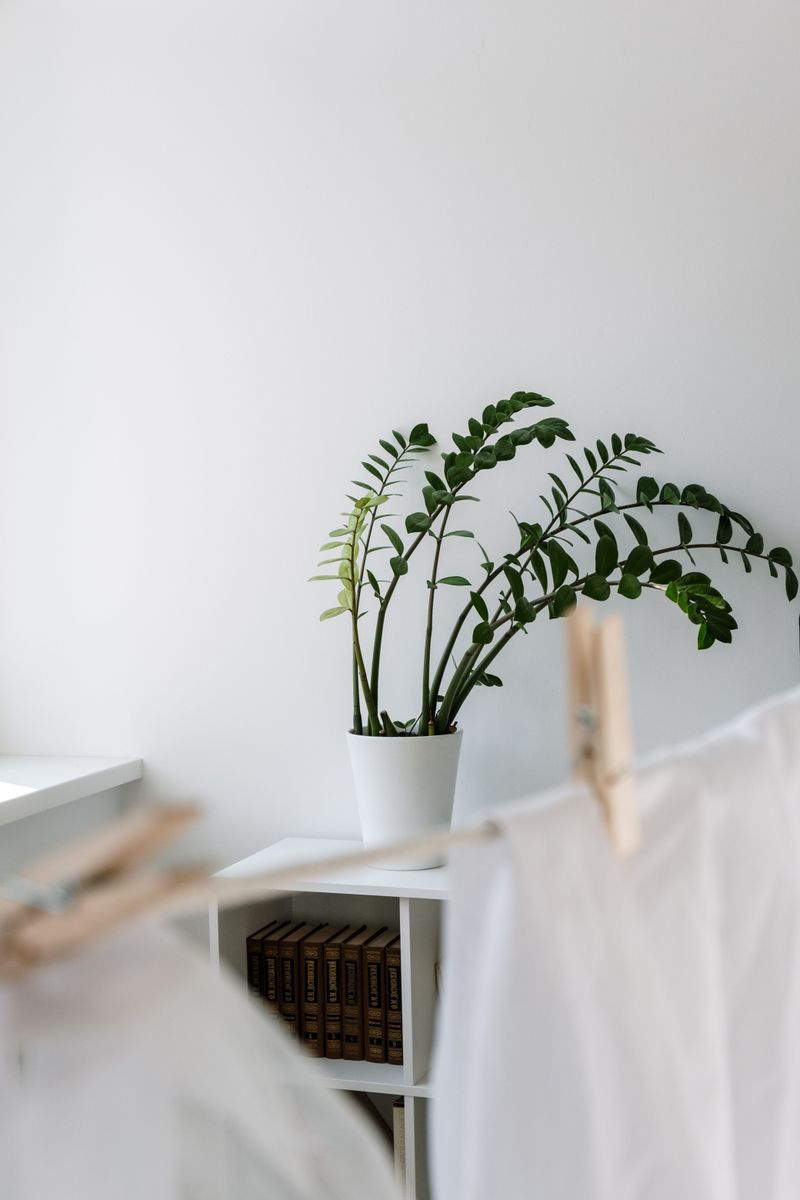 Signs Your ZZ Plant Needs More Light Signs Your ZZ Plant Needs More Light