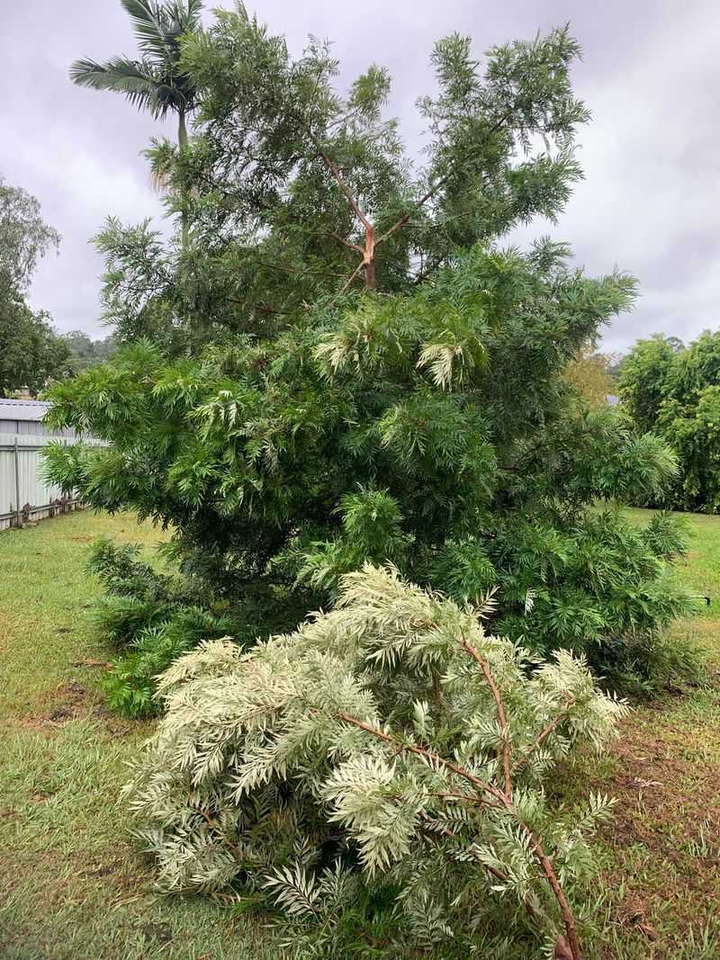 Silk Oak Sheds Debris And Breaks In Wind