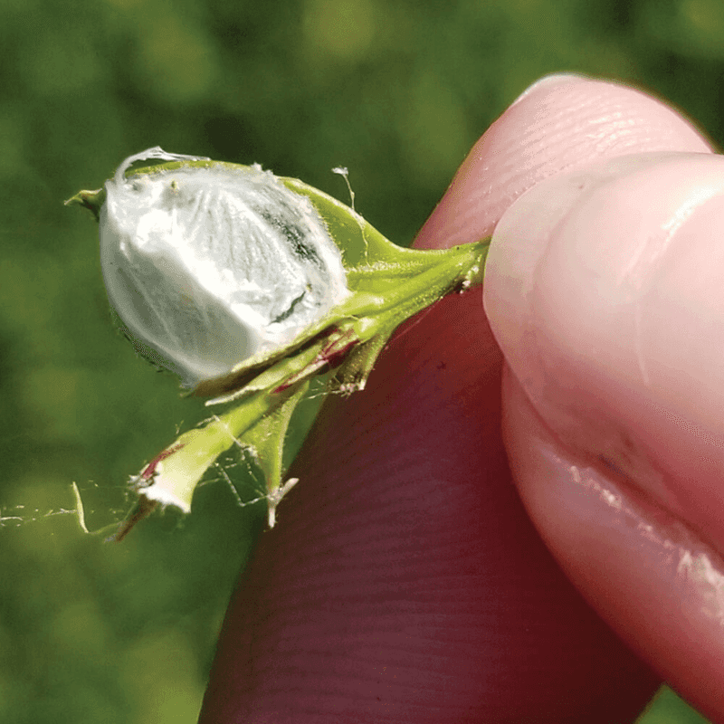 Silk Webbing And Tiny Droppings Give It Away Silk Webbing And Tiny Droppings Give It Away