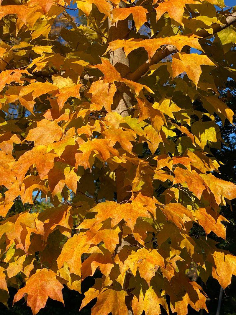 Silver Maples Often Finish With Duller Fall Color Silver Maples Often Finish With Duller Fall Color