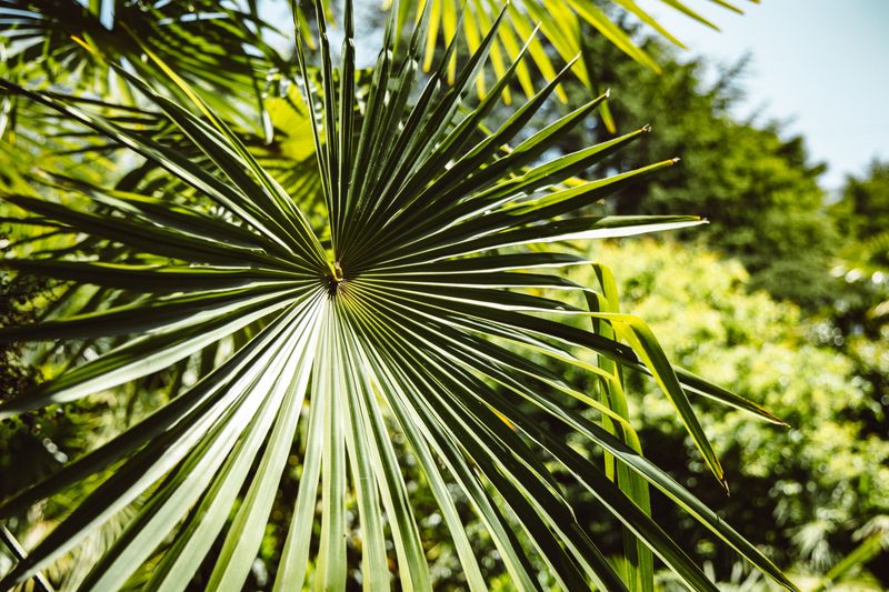 Silver Saw Palmetto Silver Saw Palmetto