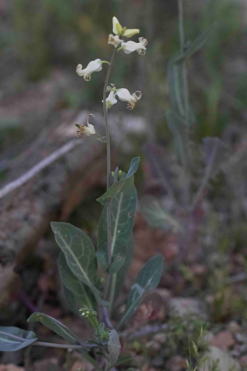 Silverbells
