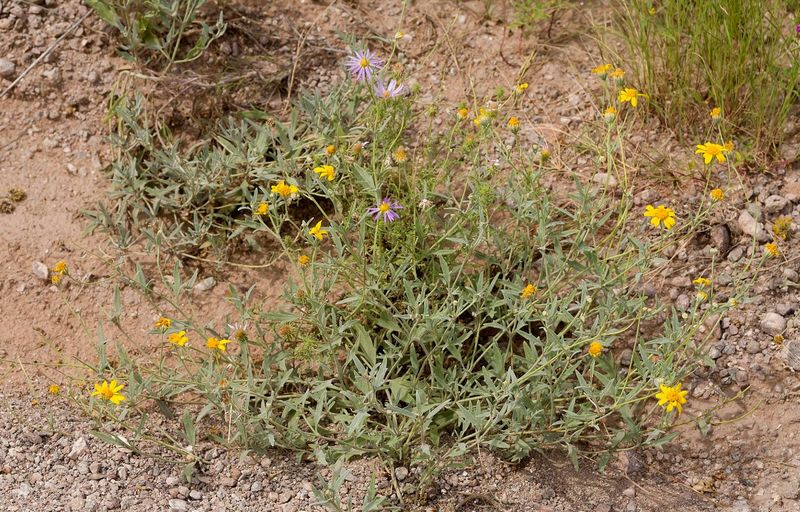 Silverleaf Bahia (Bahia absinthifolia) Silverleaf Bahia (Bahia absinthifolia)