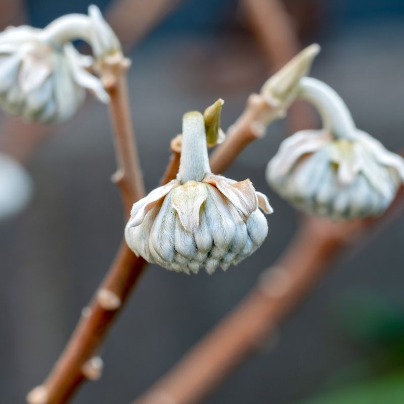 Silvery Buds Become More Noticeable As Leaves Drop Silvery Buds Become More Noticeable As Leaves Drop