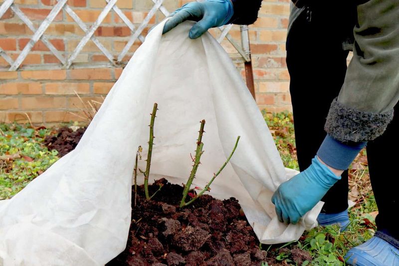 Simple Fall Care Protects Your Roses Until Spring