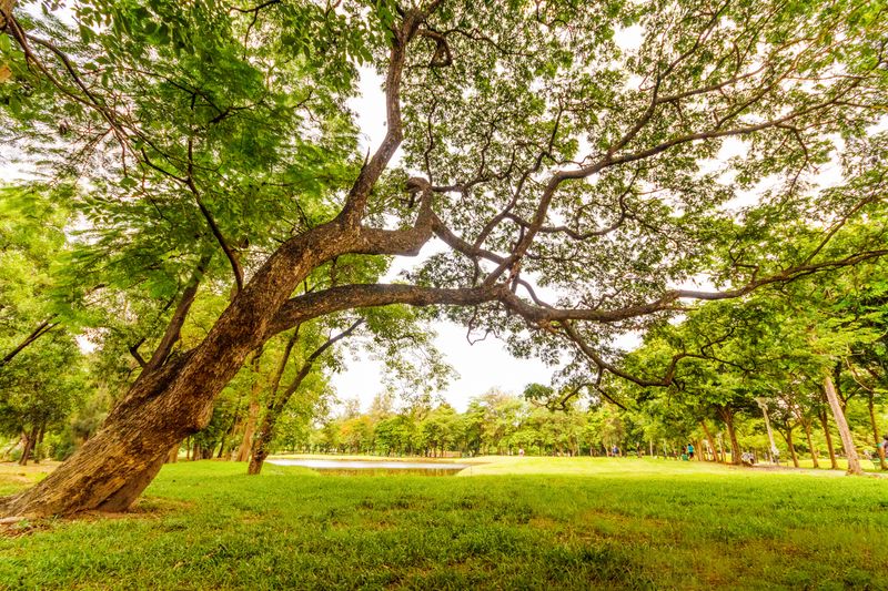 Simple Fixes For A Tree That Shows Stress In The Light Check Simple Fixes For A Tree That Shows Stress In The Light Check