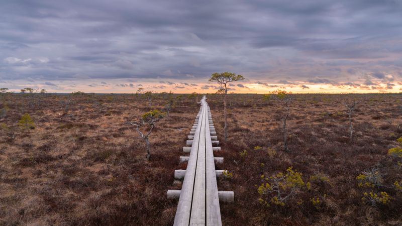 Simple Habits That Protect Pine Barrens Bogs Simple Habits That Protect Pine Barrens Bogs