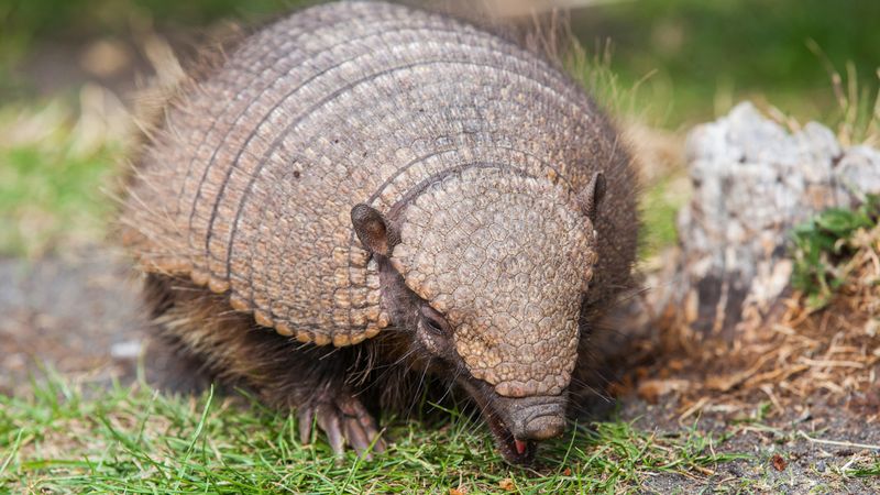 Simple Lawn Changes Can Send It Foraging Elsewhere