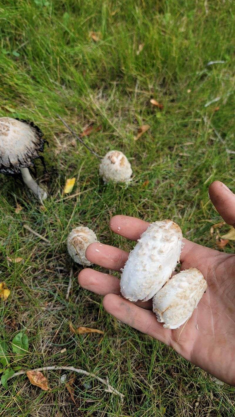 Simple Lawn Cleanup For Inky Caps Simple Lawn Cleanup For Inky Caps