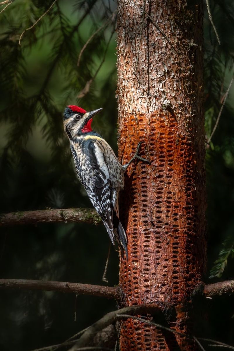 Simple Protection For A Favorite Tree