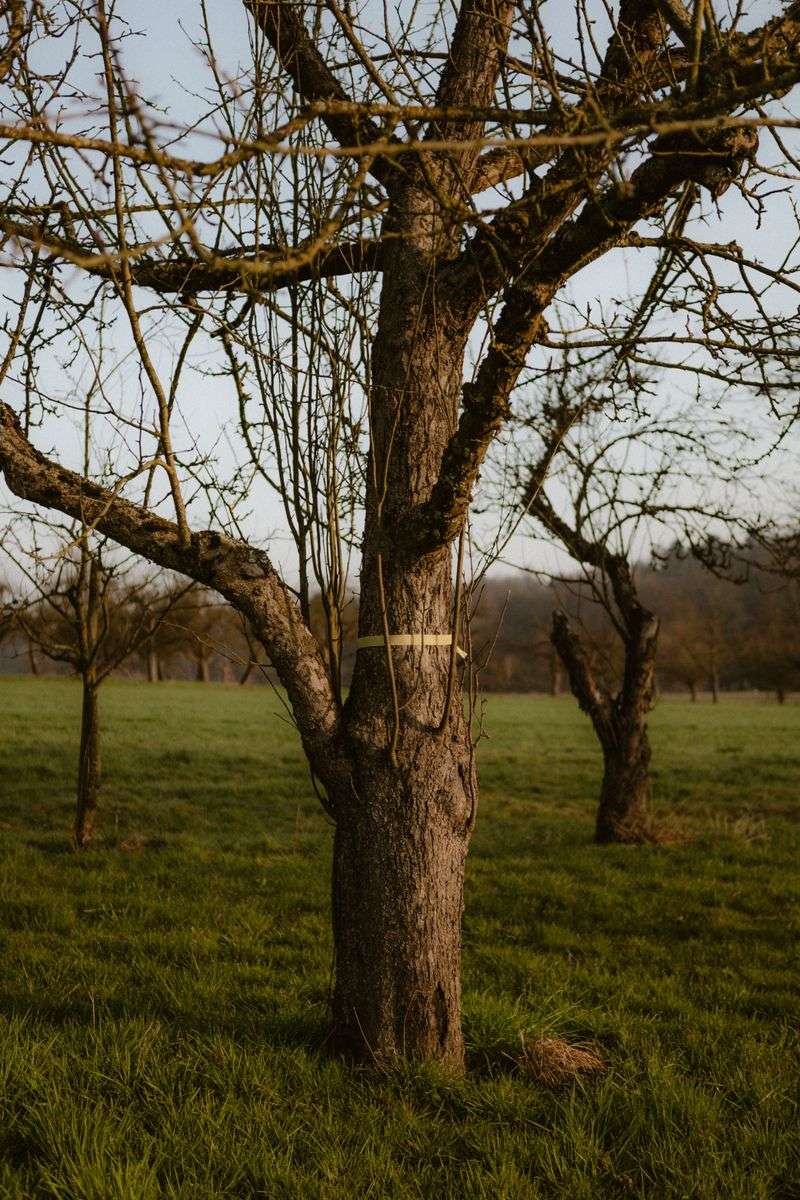 Simple Protection For Favorite Backyard Trees Simple Protection For Favorite Backyard Trees