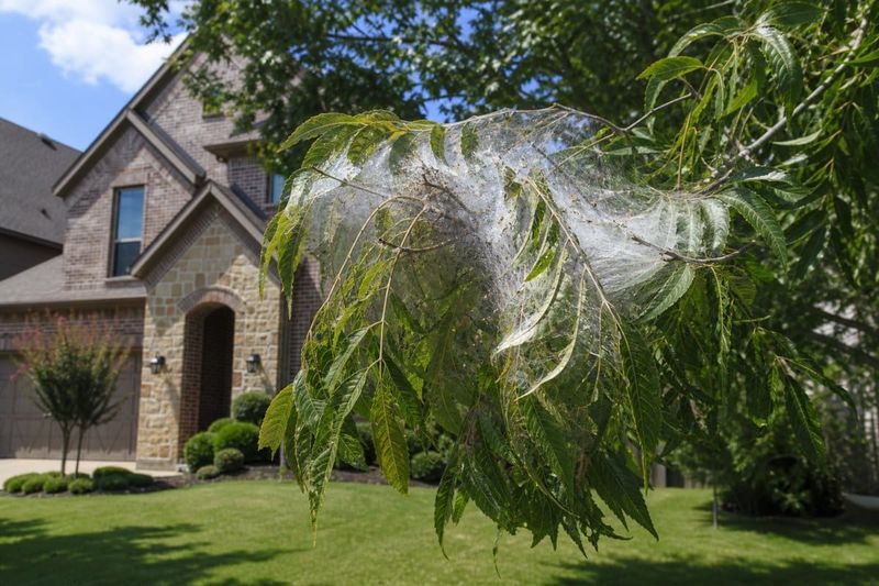 Simple Removal Options For Low Branches Simple Removal Options For Low Branches