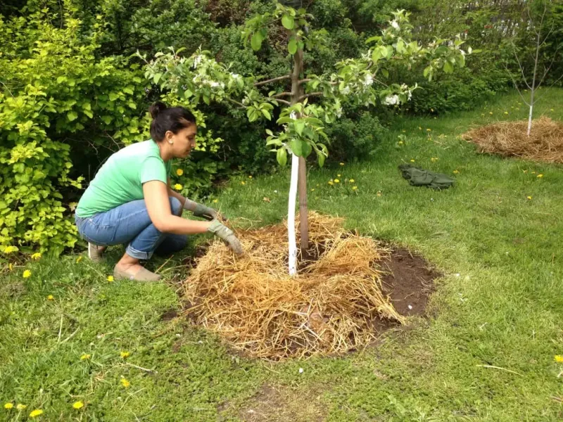 Simple Steps For Planting And Mulching