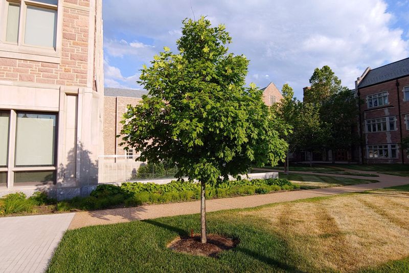 Simple Steps To Help Your New Maple Thrive
