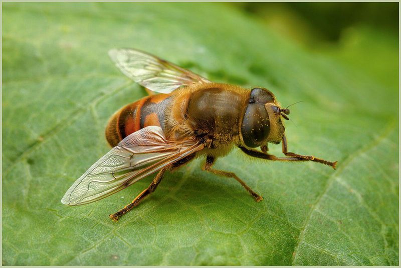 Simple Ways To Keep Hover Flies Around
