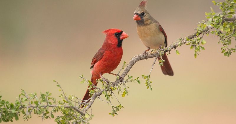 Singing Back And Forth Helps Strengthen The Bond