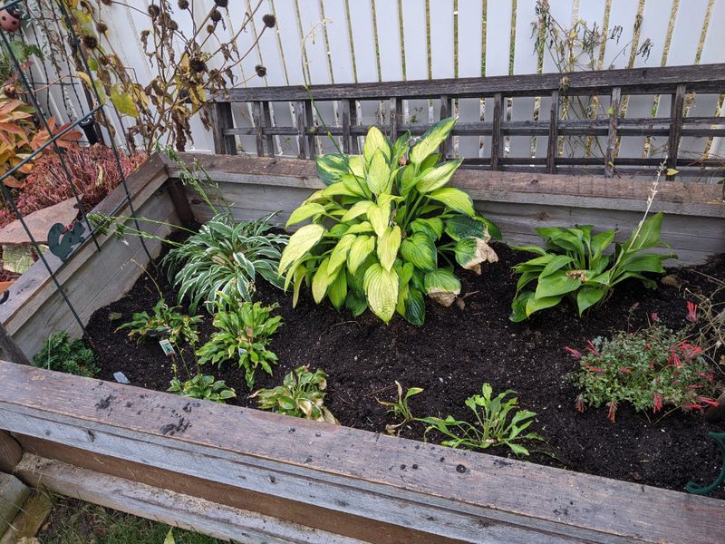 Sink Potted Hostas Into The Ground For Winter Sink Potted Hostas Into The Ground For Winter