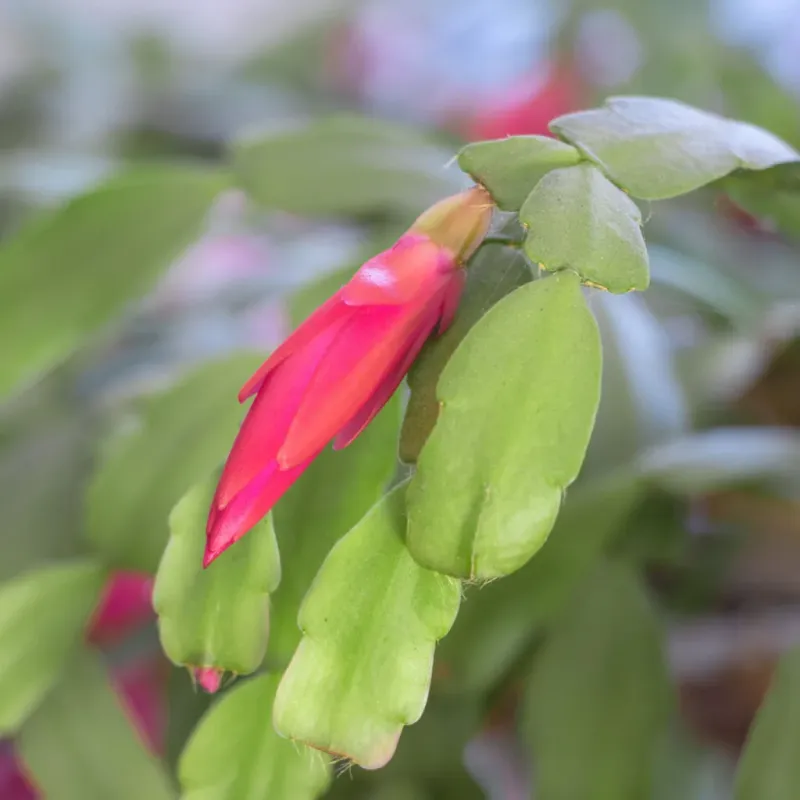 Six Weeks Of Long Nights Sets The Buds Six Weeks Of Long Nights Sets The Buds