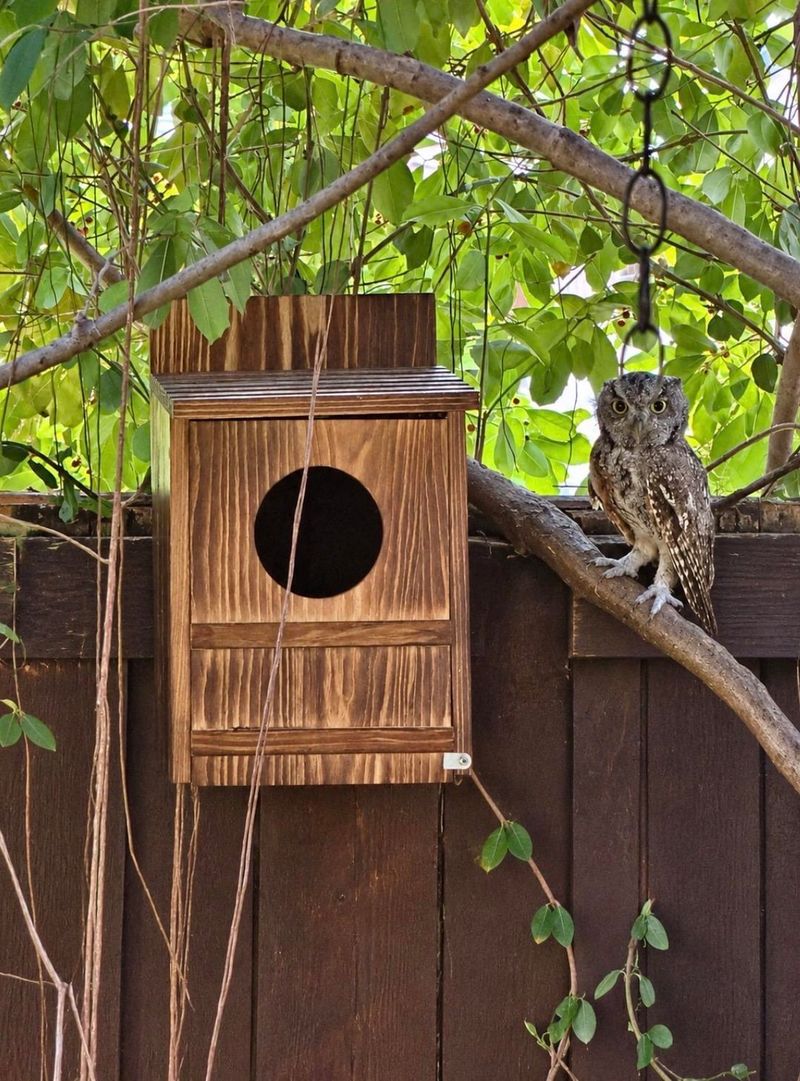 Size The Box Right For Each Owl Size The Box Right For Each Owl