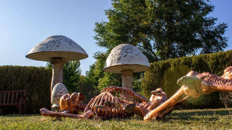 Skeleton Grove At The Holden Arboretum, Kirtland Skeleton Grove At The Holden Arboretum, Kirtland