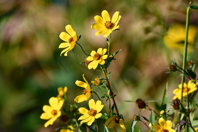 Skeleton-Leaf Goldeneye Keeps The Sunshine Going Skeleton-Leaf Goldeneye Keeps The Sunshine Going