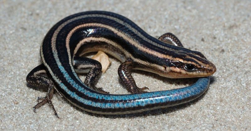 Skinks Don't Sting, Despite The Rumors