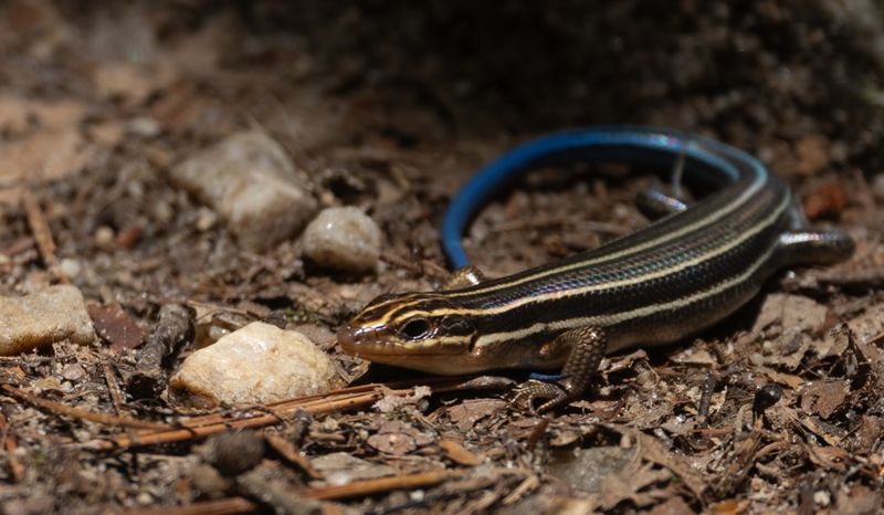 Skinks Eat Insects, Spiders And Snails