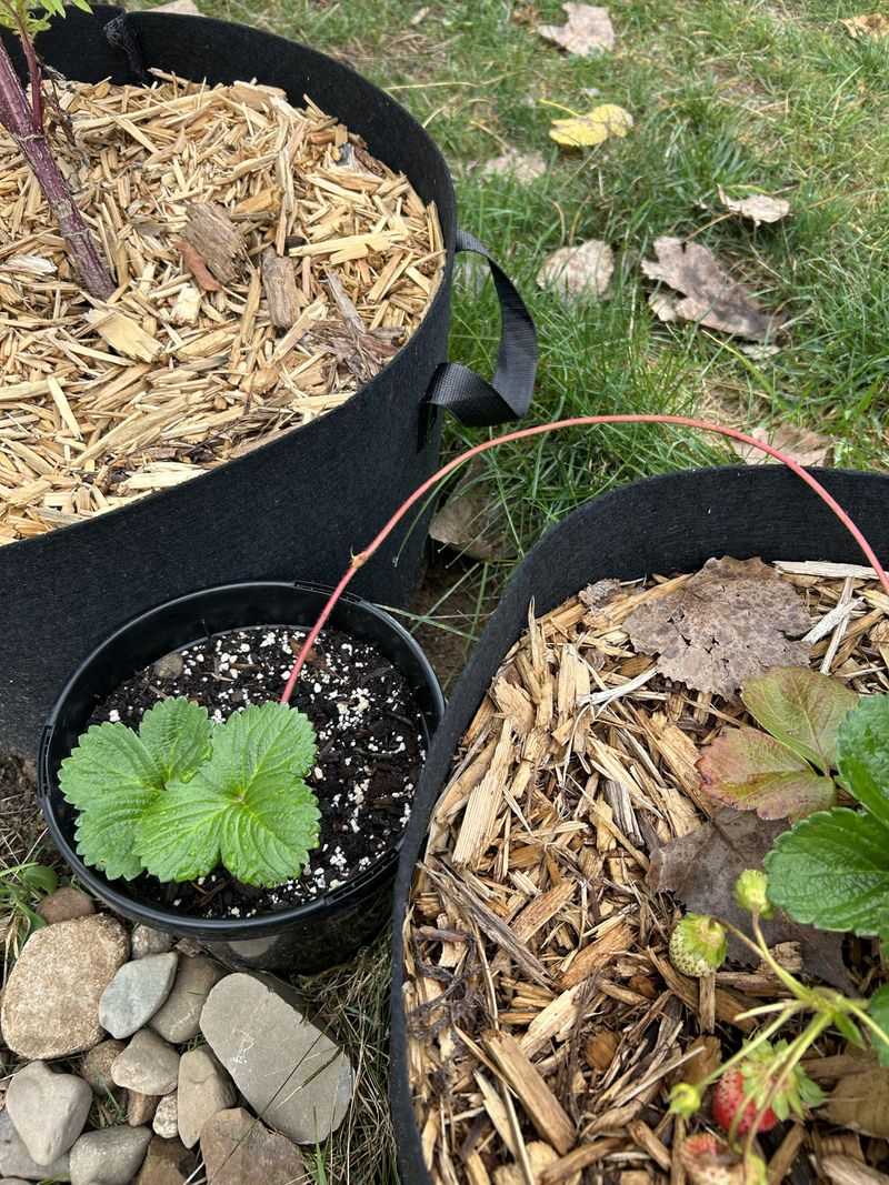 Skip Direct Transplanting Into Cold Bare Ground