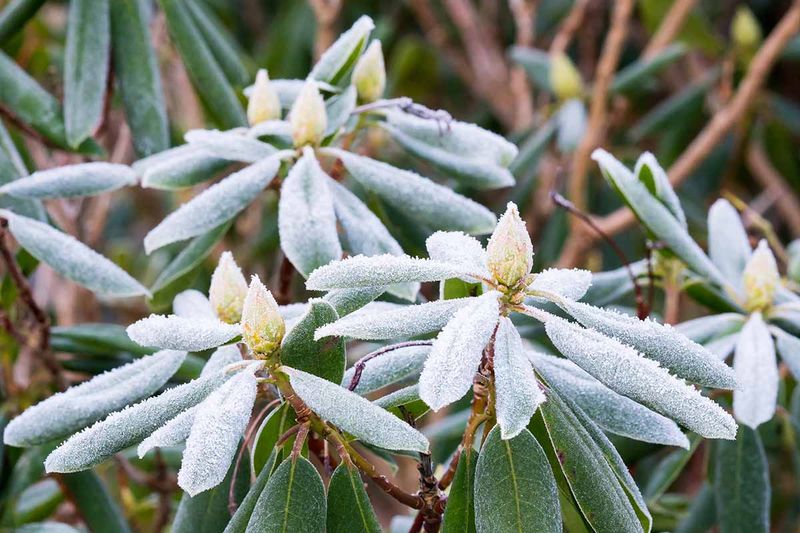 Skip Fall Pruning To Save Next Spring's Buds Skip Fall Pruning To Save Next Spring's Buds