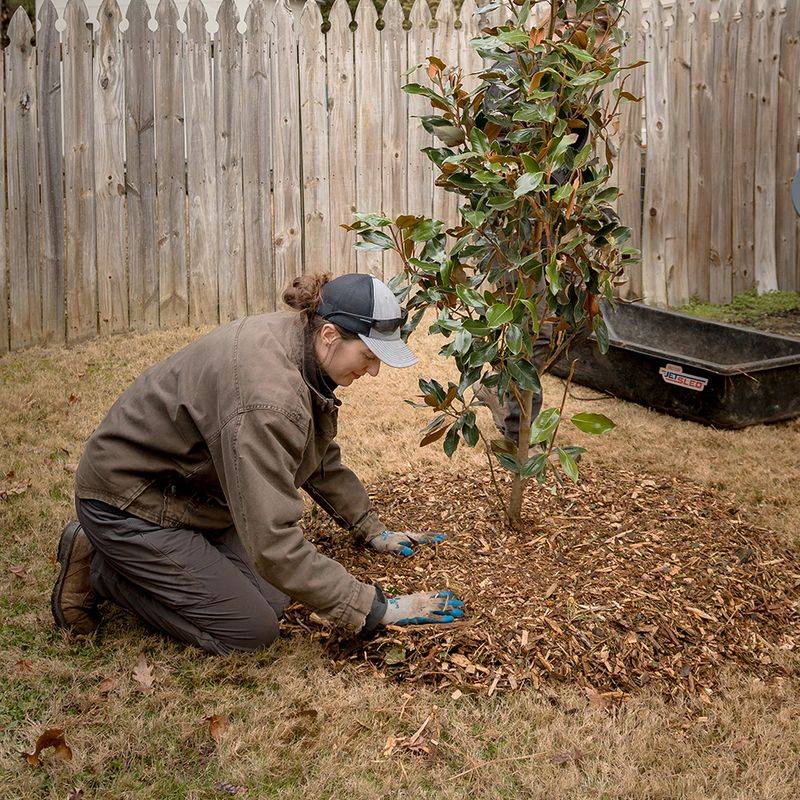 Skip Fertilizer For A Year On Trees You Stood Back Up
