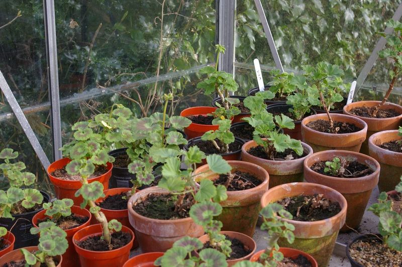 Skip Fertilizer Until Late Winter Skip Fertilizer Until Late Winter