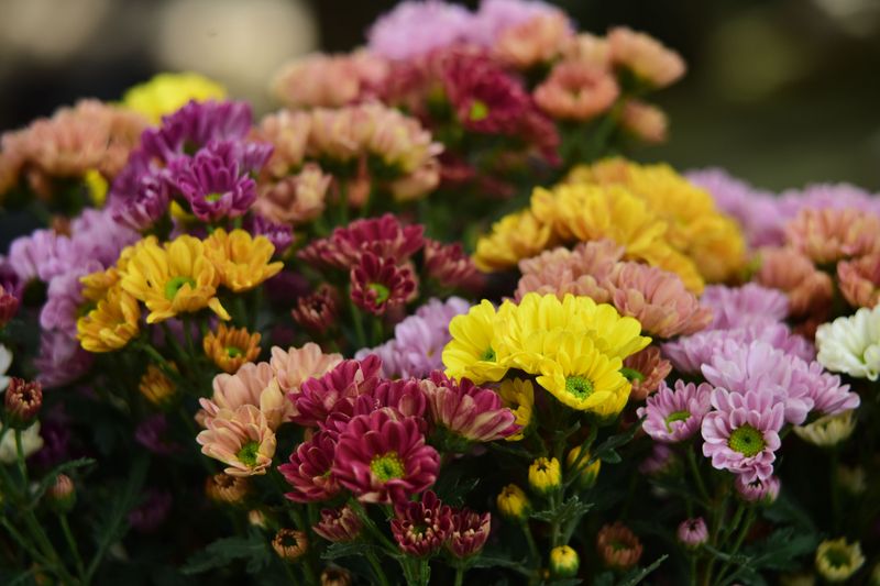 Skip Fertilizer Until Spring