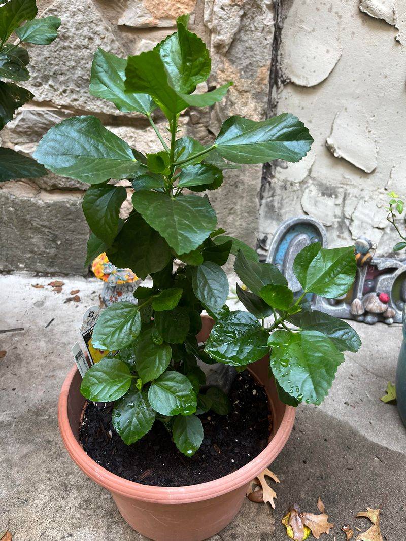 Skip Fertilizer Until Spring Growth Appears Skip Fertilizer Until Spring Growth Appears