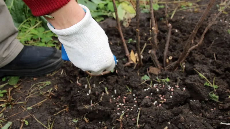 Skip Fertilizer Until Spring