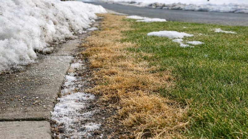 Skip Fertilizer Until The Salt Washes Out Skip Fertilizer Until The Salt Washes Out