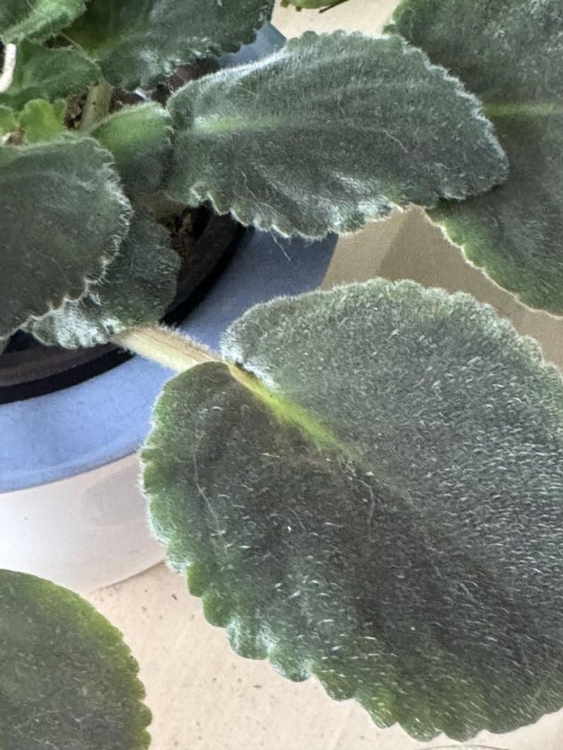 Skip Fuzzy-Leaved Plants Like African Violets Skip Fuzzy-Leaved Plants Like African Violets