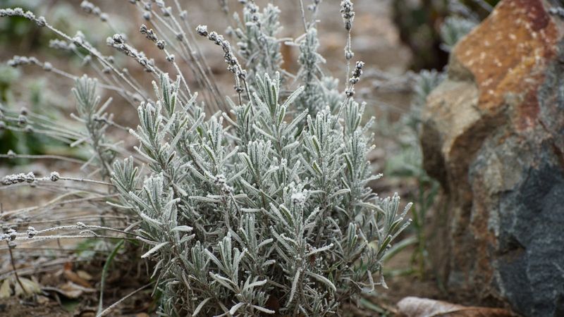 Skip Heavy Fall Pruning In Cold Climates
