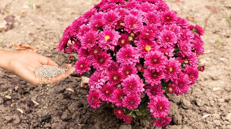 Skip Late Fertilizer For Healthier Ohio Mums Skip Late Fertilizer For Healthier Ohio Mums