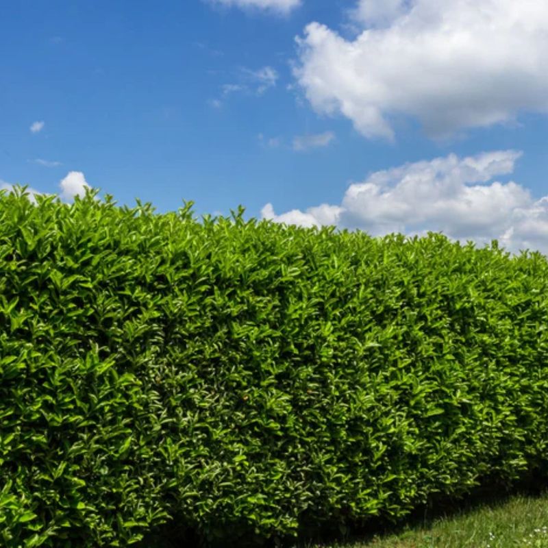 Skip Laurel Offers Glossy Green Screens Skip Laurel Offers Glossy Green Screens