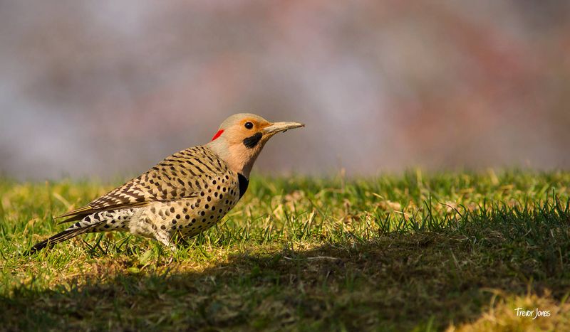 Skip Lawn Insecticides To Keep Flickers Safe Skip Lawn Insecticides To Keep Flickers Safe